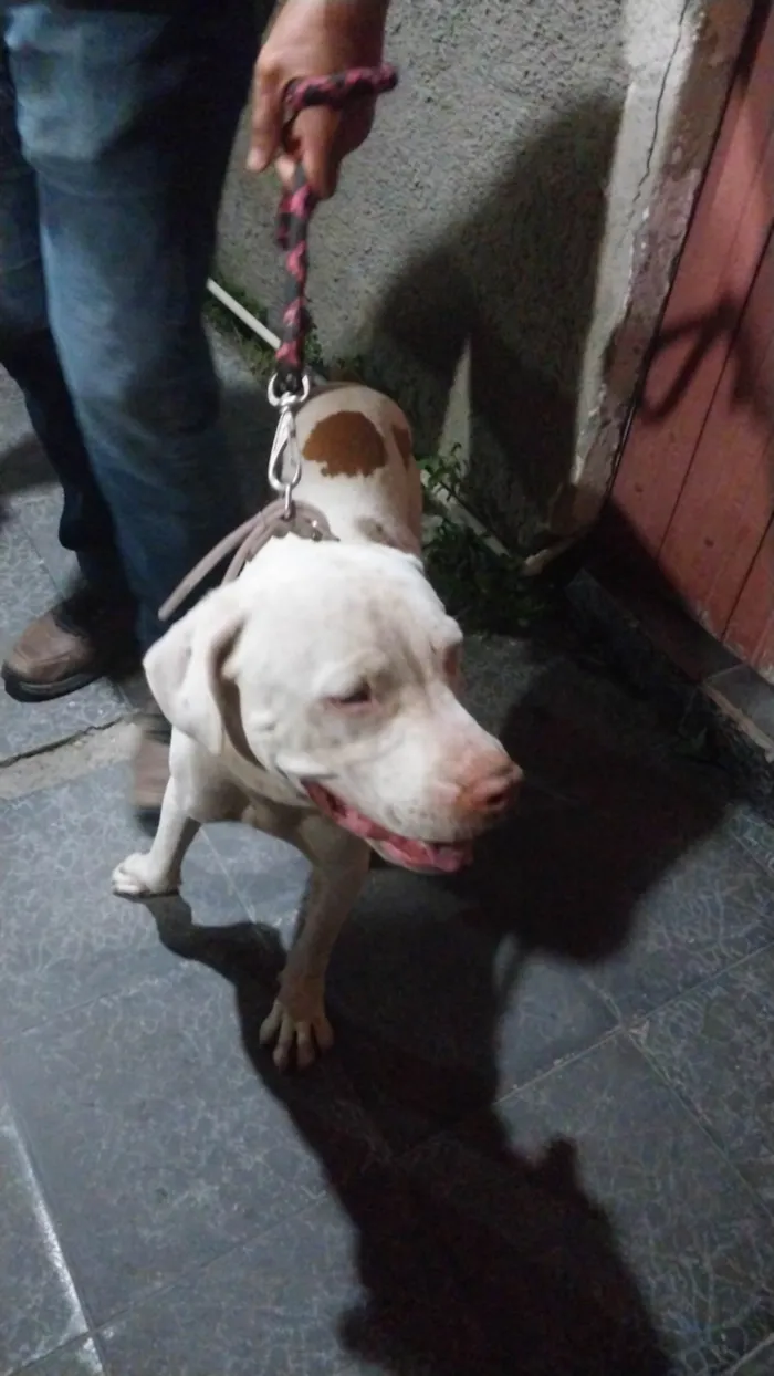 Cachorro ra a Pit-Bull idade 1 ano nome Zeus