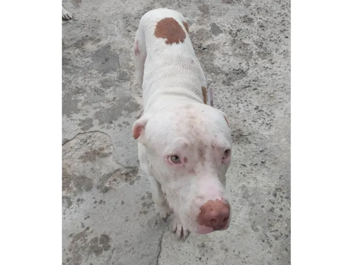 Cachorro ra a Pit-Bull idade 1 ano nome Zeus