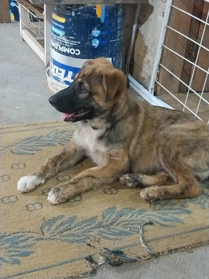 Cachorro ra a Pastor Alemão idade 2 a 6 meses nome Não saber nome