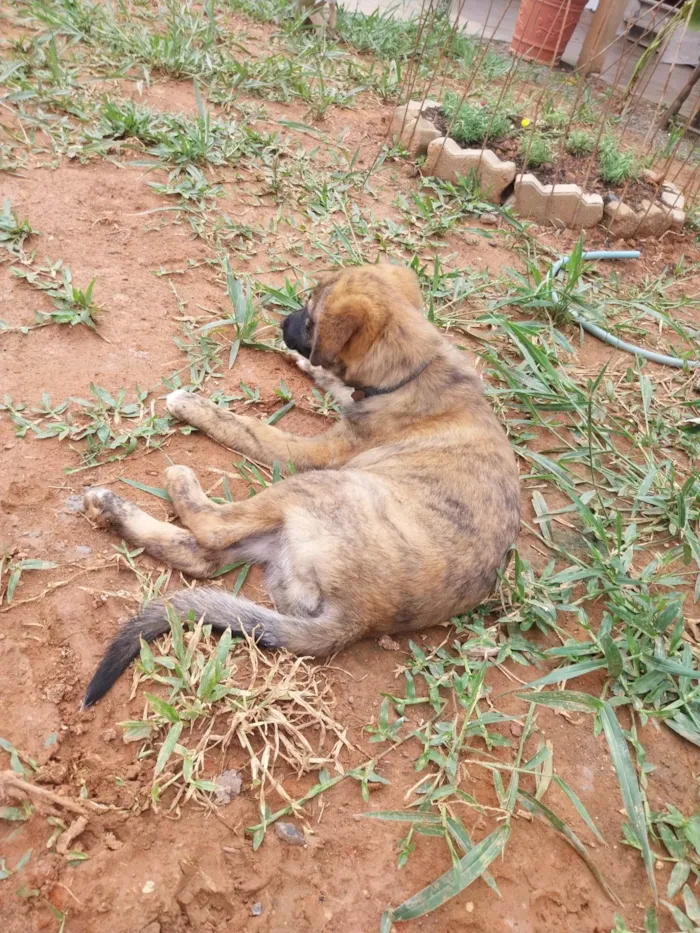 Cachorro ra a Pastor Alemão idade 2 a 6 meses nome Não saber nome