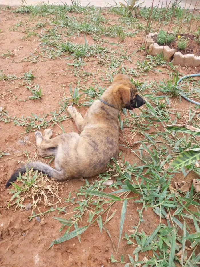 Cachorro ra a Pastor Alemão idade 2 a 6 meses nome Não saber nome