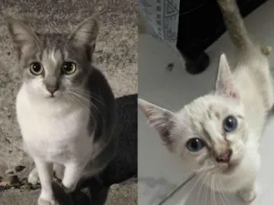 Gato raça SRD-ViraLata idade 2 a 6 meses nome Cinzinha