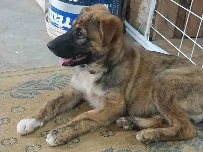 Cachorro ra a Pastor Alemão idade 2 a 6 meses nome Não saber nome