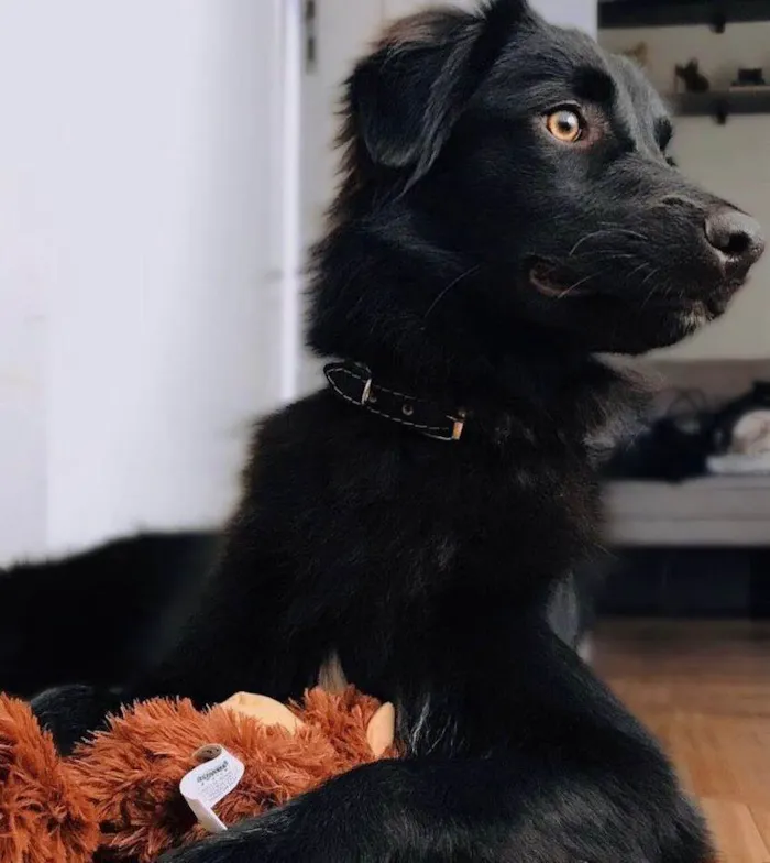 Cachorro ra a  idade 6 ou mais anos nome Croqui