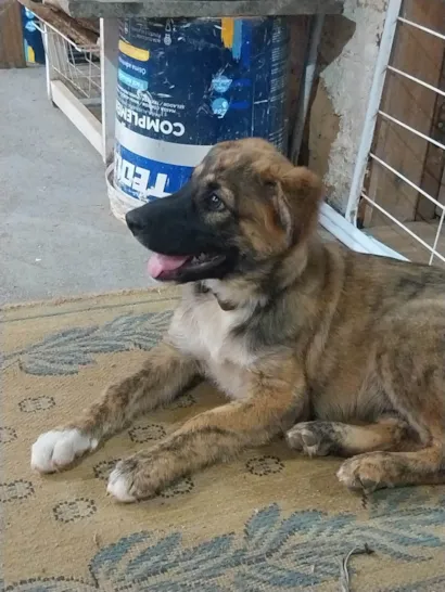 Cachorro raça Pastor Alemão idade 2 a 6 meses nome Não saber nome 