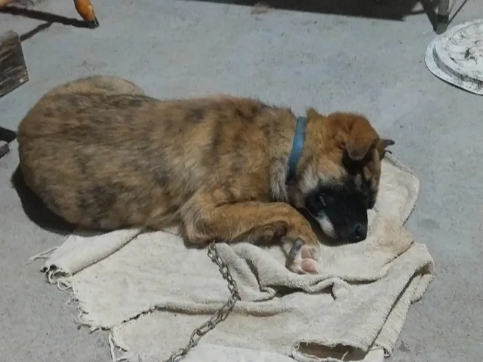 Cachorro ra a Pastor Alemão idade 2 a 6 meses nome Não saber nome 