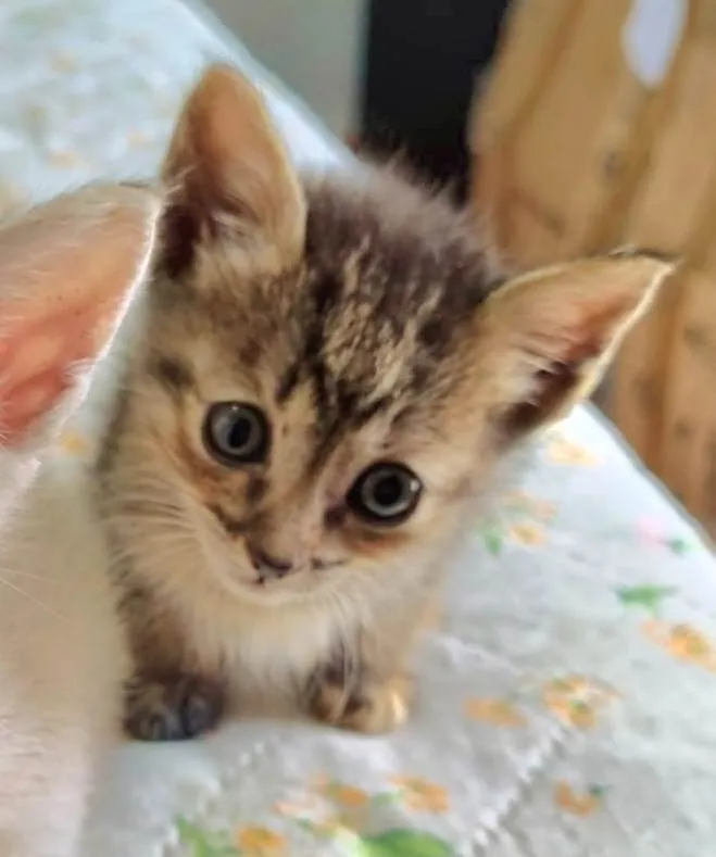 Gato ra a SRD-ViraLata idade Abaixo de 2 meses nome Léo