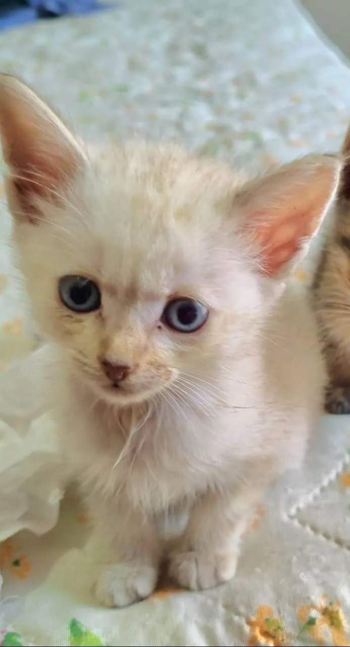 Gato ra a SRD-ViraLata idade Abaixo de 2 meses nome Lua