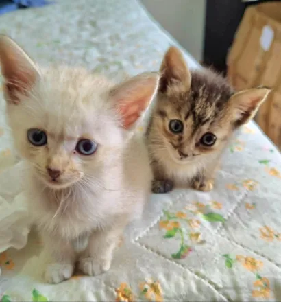 Gato raça SRD-ViraLata idade Abaixo de 2 meses nome Leo e Lua