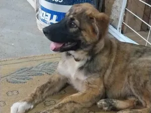 Cachorro raça Pastor Alemão idade 2 a 6 meses nome Não saber nome 