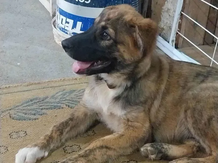 Cachorro ra a Pastor Alemão idade 2 a 6 meses nome Não saber nome 