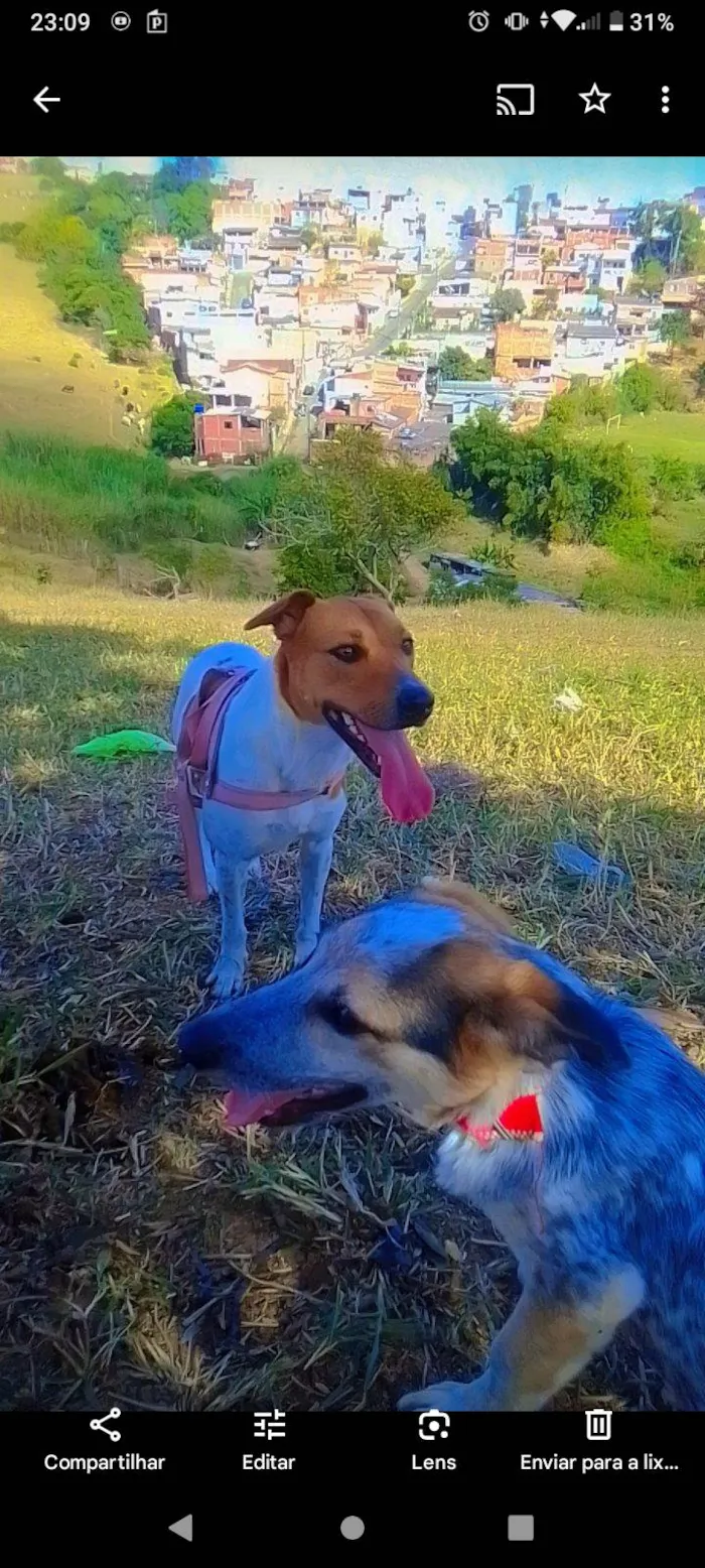 Cachorro ra a SRD-ViraLata idade 1 ano nome Duda 