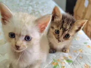 Gato raça SRD-ViraLata idade Abaixo de 2 meses nome Leo e Lua