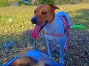 Cachorro raça SRD-ViraLata idade 1 ano nome Duda 