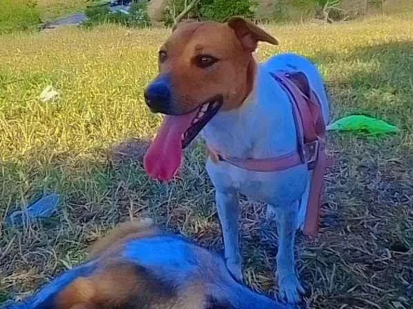 Cachorro ra a SRD-ViraLata idade 1 ano nome Duda 