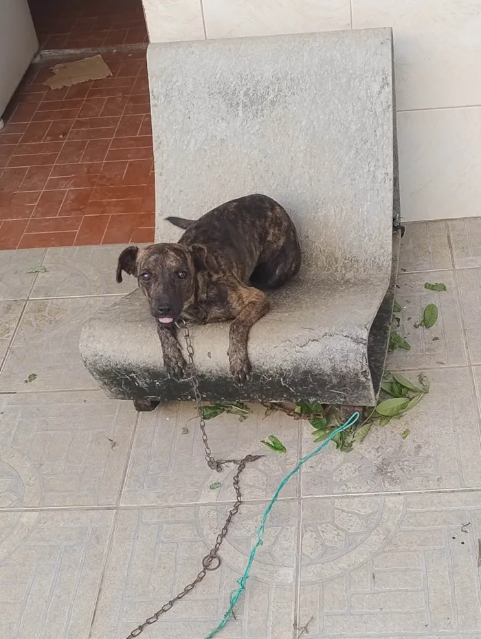 Cachorro ra a SRD-ViraLata idade 1 ano nome Alvorada 