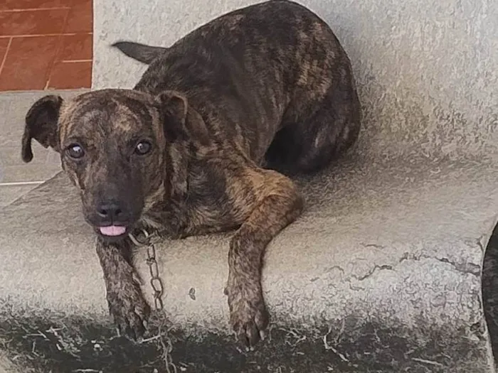 Cachorro ra a SRD-ViraLata idade 1 ano nome Alvorada 