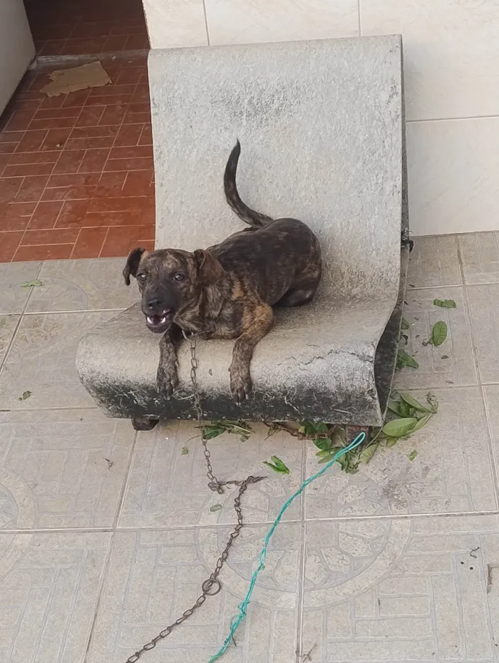 Cachorro ra a SRD-ViraLata idade 1 ano nome Alvorada 