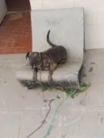 Alvorada