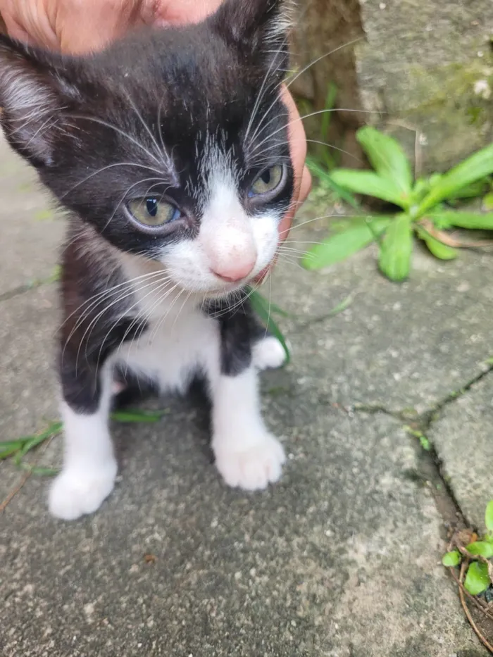 Gato ra a SRD-ViraLata idade Abaixo de 2 meses nome Gatos filhotes para adoção 