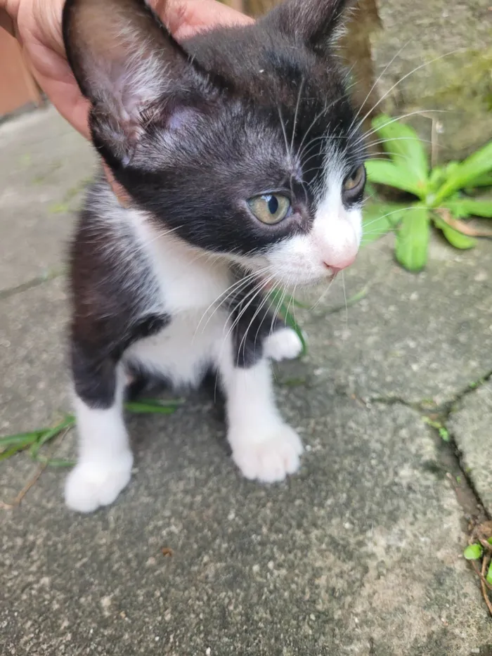 Gato ra a SRD-ViraLata idade Abaixo de 2 meses nome Gatos filhotes para adoção 