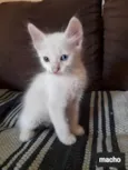 Gatinho macho