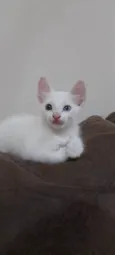 Gatinho macho