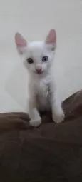 Gatinho macho