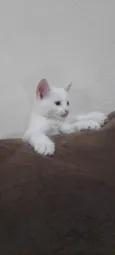 Gatinho macho