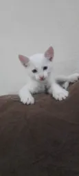 Gatinho macho