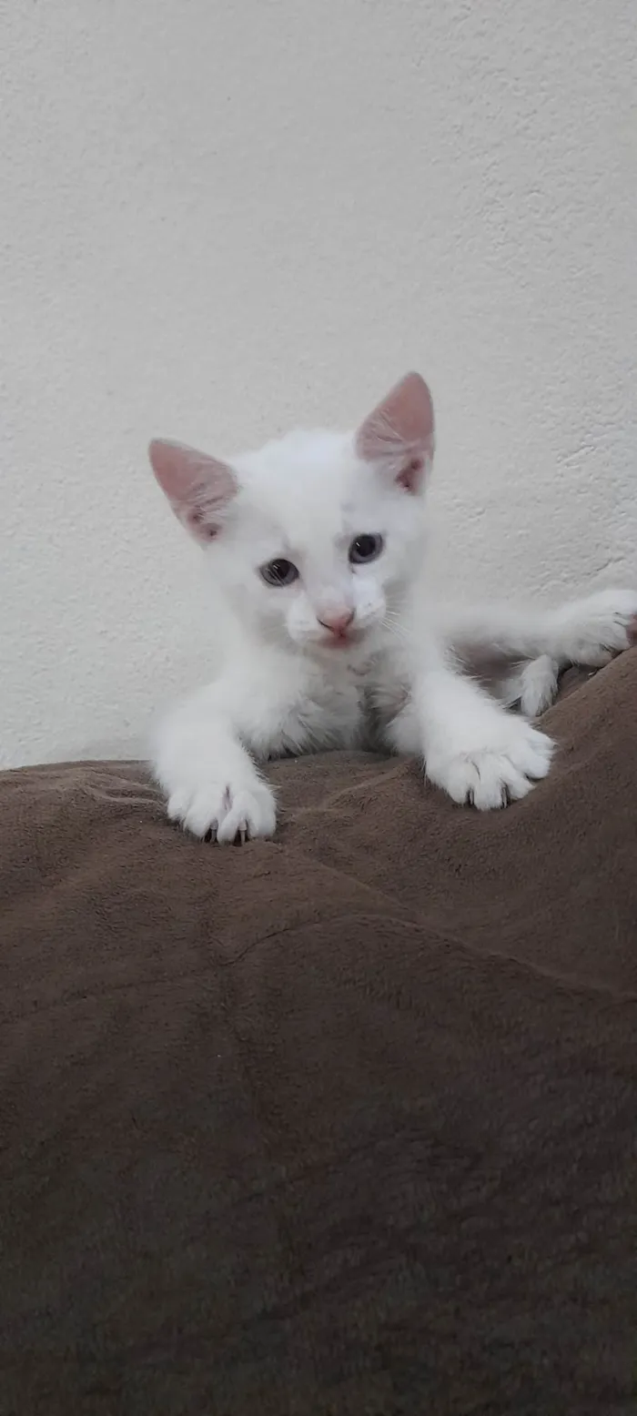 Gato ra a SRD-ViraLata idade 2 a 6 meses nome Gatinho macho