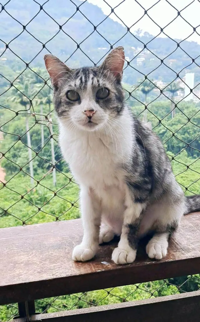 Gato ra a SRD-ViraLata idade 2 anos nome BENTO