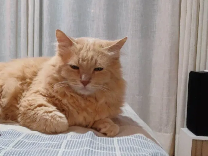 Gato ra a Angorá idade 6 ou mais anos nome Apolo