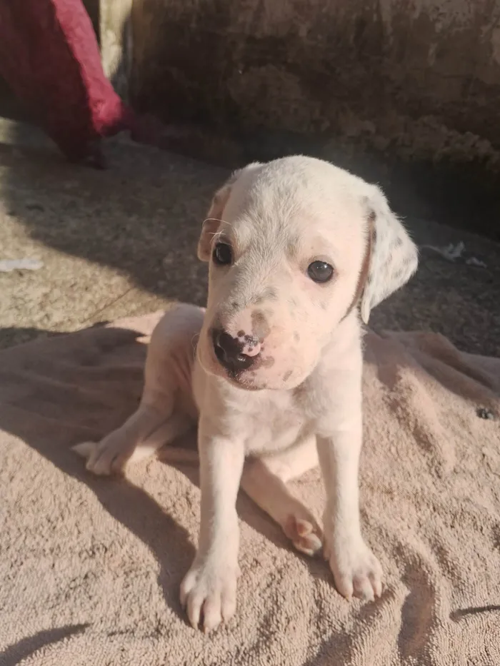 Cachorro ra a SRD-ViraLata idade 2 a 6 meses nome Ainda não coloquei nomes 