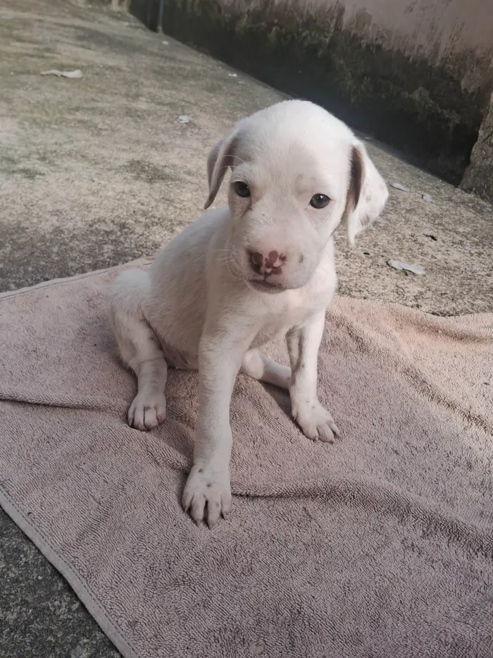 Cachorro ra a SRD-ViraLata idade 2 a 6 meses nome Ainda não coloquei nomes 