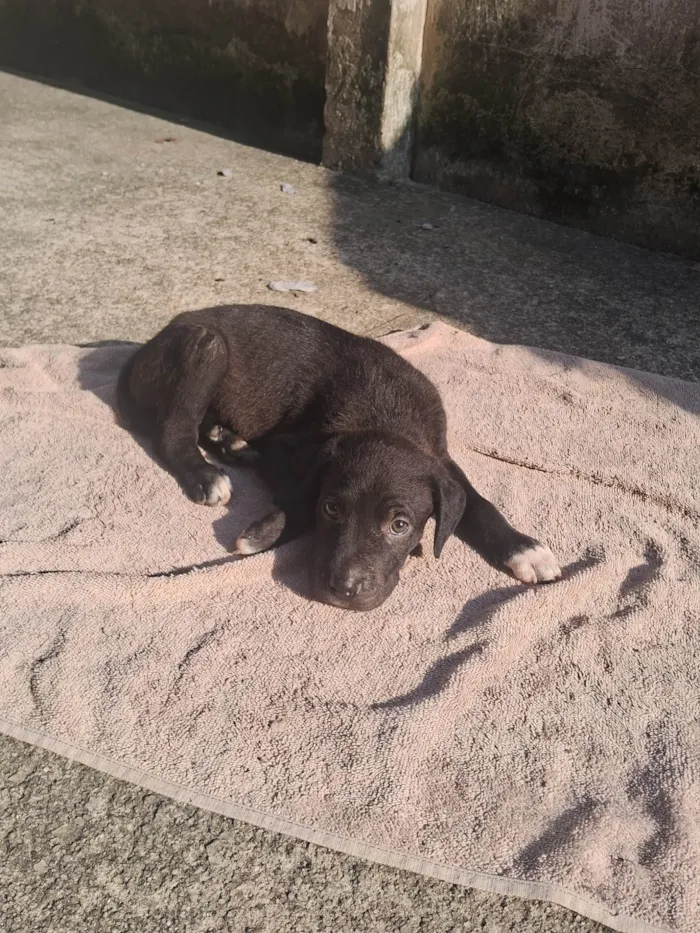 Cachorro ra a SRD-ViraLata idade 2 a 6 meses nome Ainda não coloquei nomes 