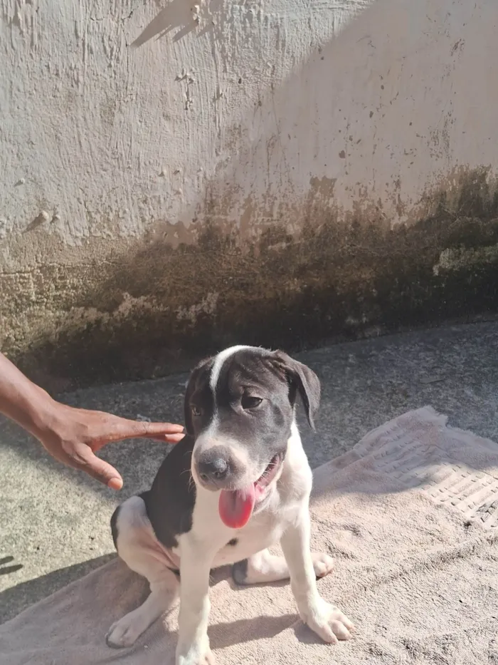 Cachorro ra a SRD-ViraLata idade 2 a 6 meses nome Ainda não coloquei nomes 