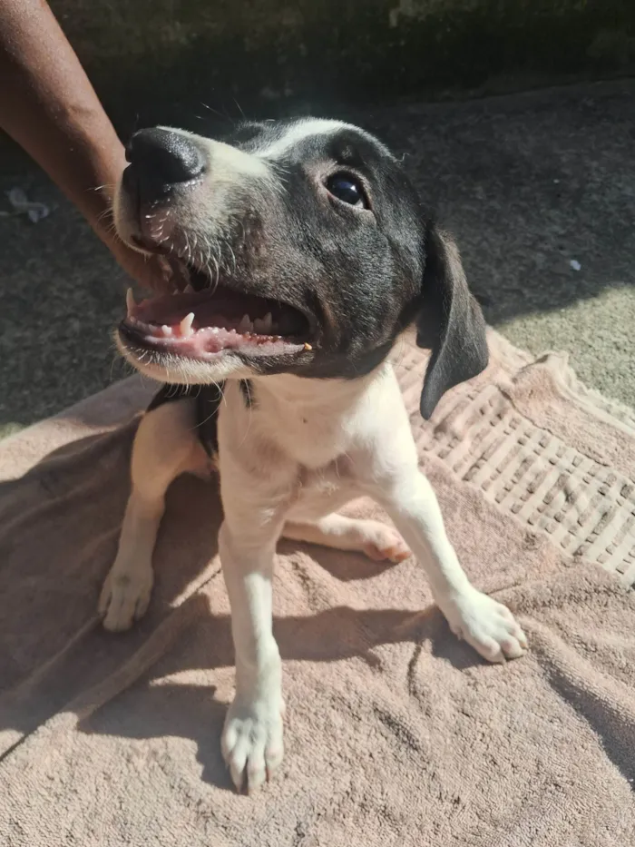 Cachorro ra a SRD-ViraLata idade 2 a 6 meses nome Ainda não coloquei nomes 