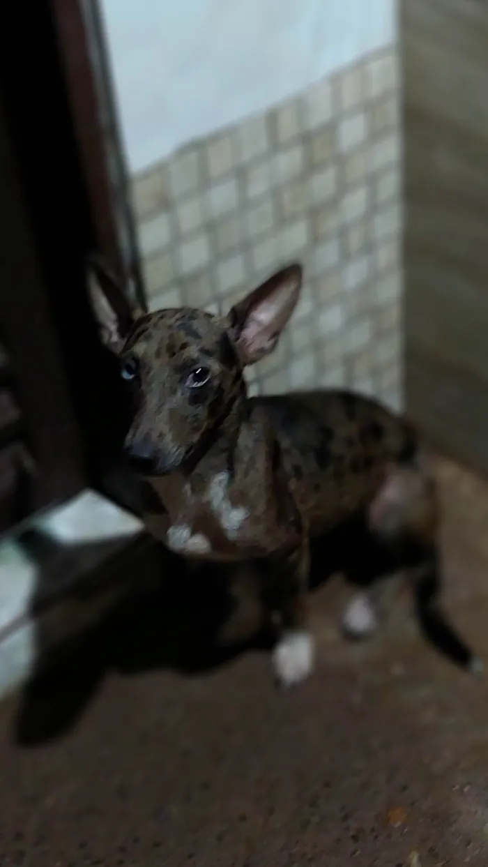 Cachorro ra a SRD-ViraLata idade 2 anos nome Marli