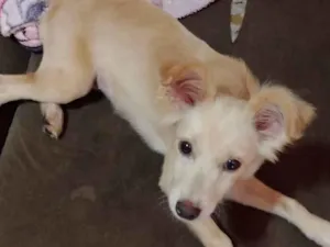 Cachorro raça SRD-ViraLata idade 2 anos nome Menina