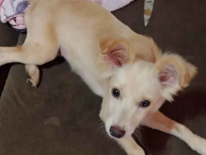 Cachorro ra a SRD-ViraLata idade 2 anos nome Menina