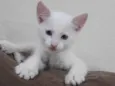 Gatinho macho