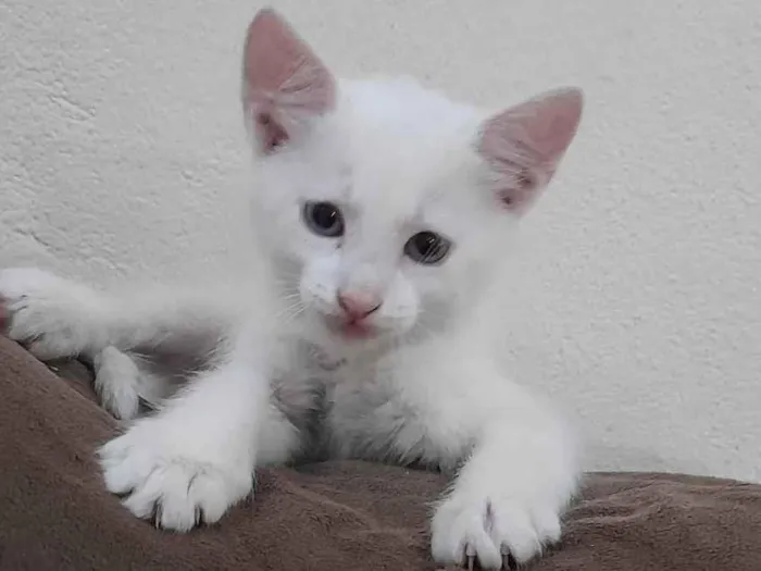 Gato ra a SRD-ViraLata idade 2 a 6 meses nome Gatinho macho