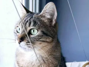 Gato raça SRD-ViraLata idade 3 anos nome DEBBIE