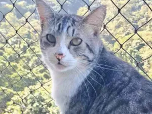 Gato raça SRD-ViraLata idade 2 anos nome BENTO