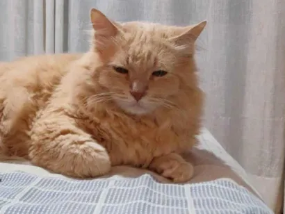 Gato raça Angorá idade 6 ou mais anos nome Apolo