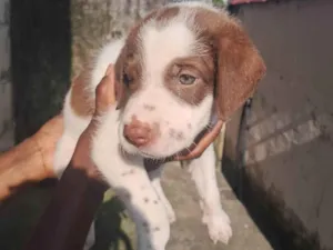 Cachorro raça SRD-ViraLata idade 2 a 6 meses nome Ainda não coloquei nomes 