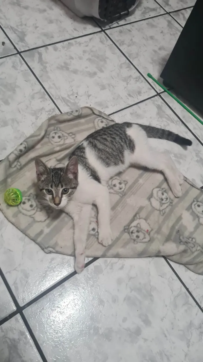 Gato ra a SRD-ViraLata idade 2 a 6 meses nome Gatito