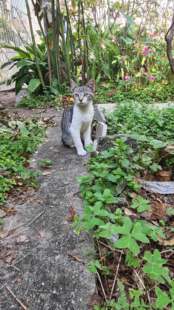 Gato ra a SRD-ViraLata idade 2 a 6 meses nome Gatito