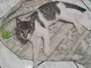 Gato raça SRD-ViraLata idade 2 a 6 meses nome Gatito